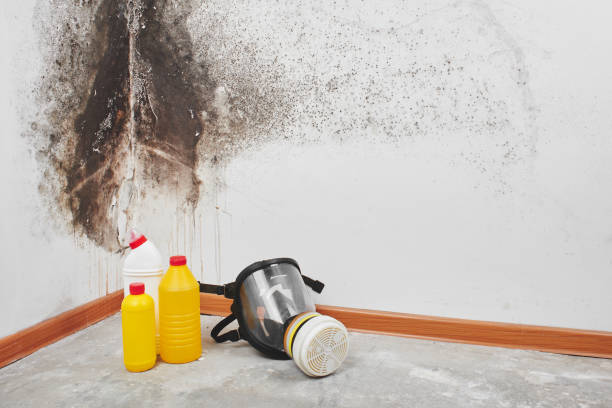 Best Residential Mold Removal  in Argyle, TX