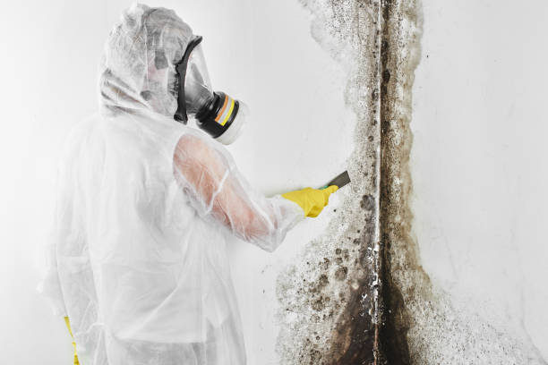 Argyle, TX Mold Removal Company
