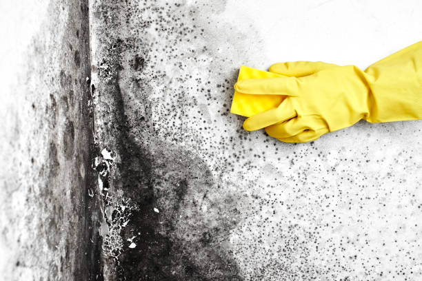 Best Same-Day Mold Removal  in Argyle, TX