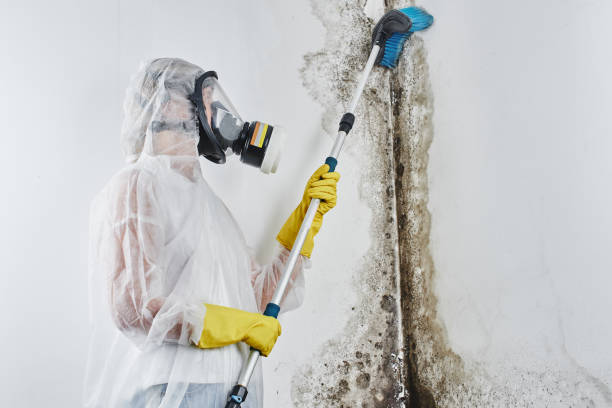 Best Commercial Mold Removal  in Argyle, TX