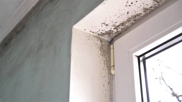 Best Mold Testing  in Argyle, TX