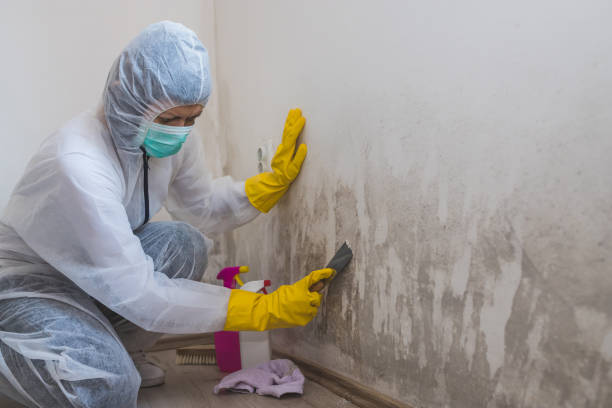 Best Black Mold Removal  in Argyle, TX