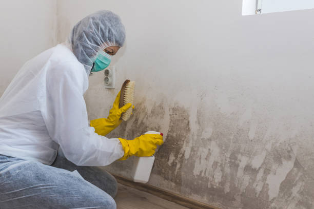 Trusted Argyle, TX Mold Removal Experts