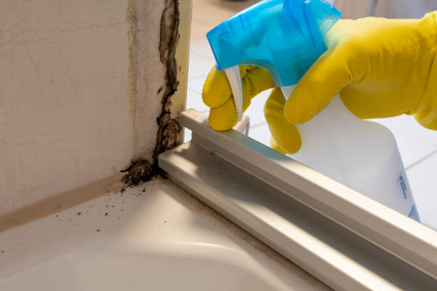 Best Toxic Mold Removal  in Argyle, TX