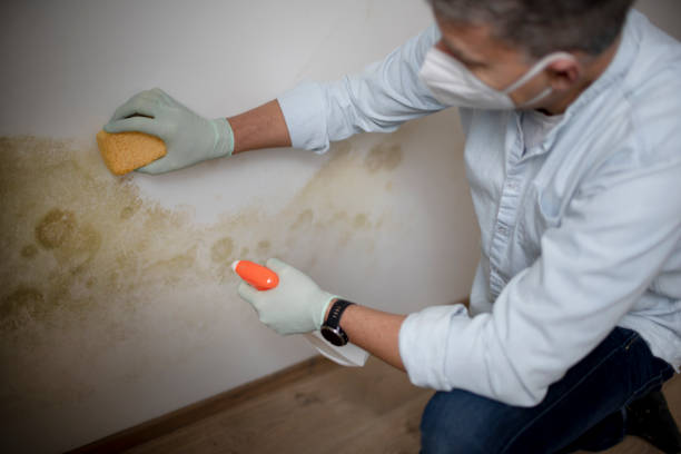 Best Best Mold Removal Companies  in Argyle, TX