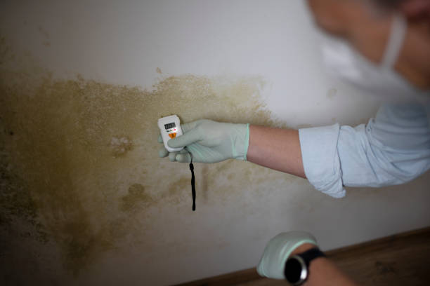 Best Mold Remediation  in Argyle, TX