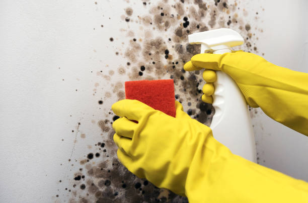 Best Professional Mold Removal  in Argyle, TX
