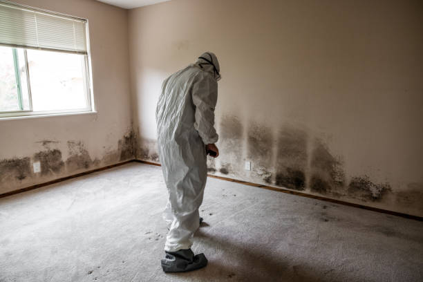 Best Local Mold Removal Service  in Argyle, TX