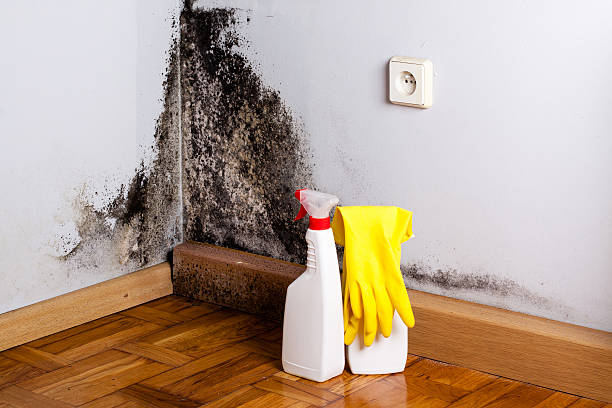 Best Mold Cleaning Services  in Argyle, TX