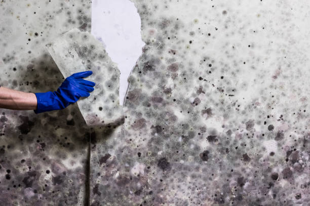 Best Home Mold Removal  in Argyle, TX