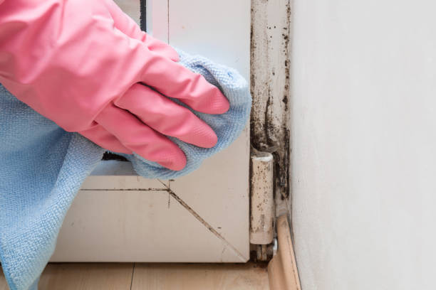 Best Mold Remediation Services  in Argyle, TX