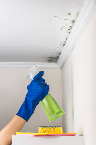 Best Home Mold Removal  in Argyle, TX