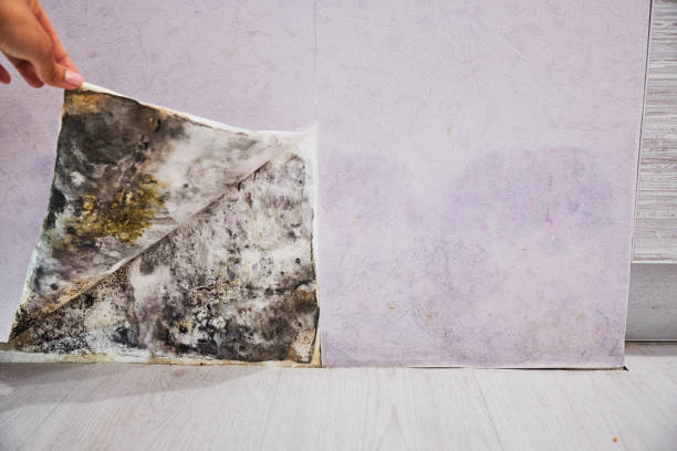 Best Mold Damage Repair  in Argyle, TX